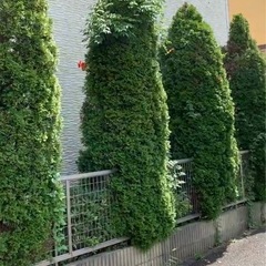 庭木5本
