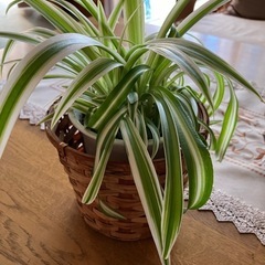 観葉植物
