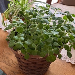 観葉植物