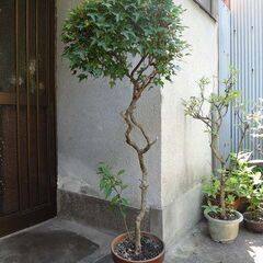大型観葉植物　かえで　鉢　年代モノ　インテリア植物の画像