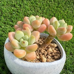 多肉植物❣️洛神（群）新品種 ❣️