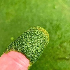 🐸924)ミジンコ草メダカ栄養食🉐無料❣️水質悪化無餌