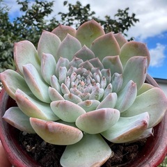 多肉植物❣️アメージンググレイス❣️ （恩宠 爱丽女王）