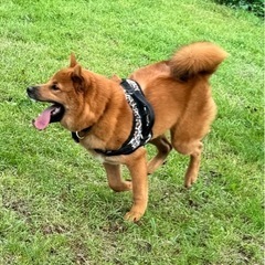 大きい犬小屋を持ってる方いたら譲ってもらえませんか