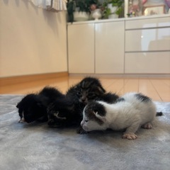 急募生後約2週間？子猫4匹