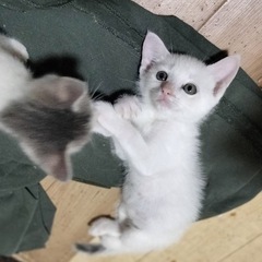 チビチビ兄弟