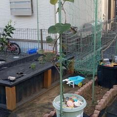 キウイフルーツの木の画像