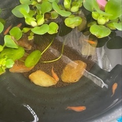 楊貴妃メダカ稚魚１２の画像