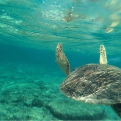 海亀🐢見たことない人に見せたいです(^^)
