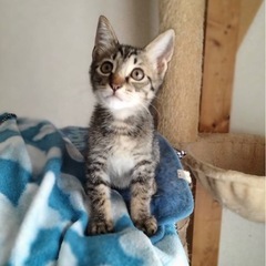 人も猫も好き