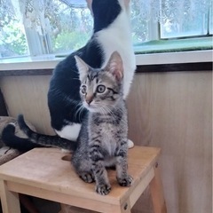 人も猫も好き - 猫