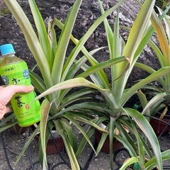 ピーチパインや台湾パインの苗　植物