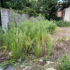 三箇所の草刈り
