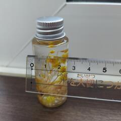 【ハンドメイド】ハーバリウムの画像