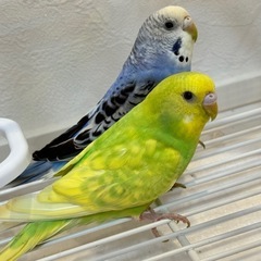 セキセイインコ里親募集