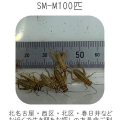 イエコSM-M100匹