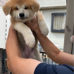 秋田犬 - 稲敷郡