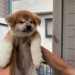 秋田犬 - 犬