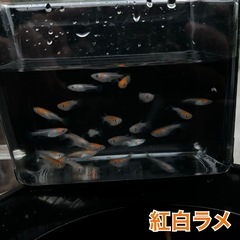 紅白ラメ（２０匹＋α）