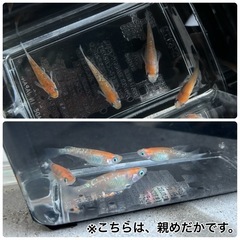 紅白ラメ（２０匹＋α）の画像