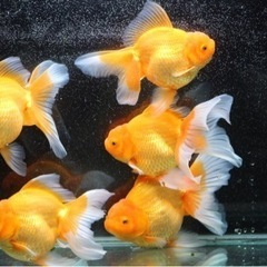 ジャンボオランダ　当歳　20センチから25センチ　自家産の画像