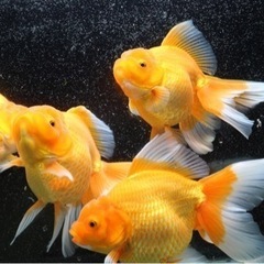 ジャンボオランダ　当歳　20センチから25センチ　自家産の画像