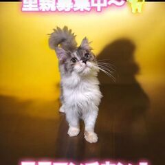 10/6(日)譲渡会。生後5ヵ月足長マンチカン♂(⋈◍＞◡＜◍)。✧♡