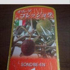 決定🫒オリーブの木 コレッジョラ　幸せの木　