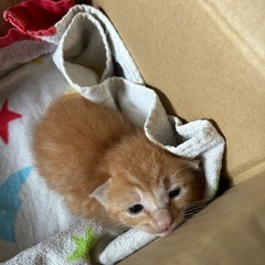 保護猫