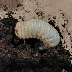 カブトムシ　成虫後掲載予定