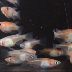終了⭐️三色ダルマ⭐️ 12匹　お買い得です