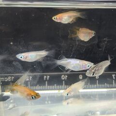 「商談中」9月限定 メダカ ミックス半ダルマ ショート 18匹+...