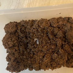 本土オオヒラタクワガタ③