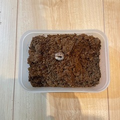 本土オオヒラタクワガタ④