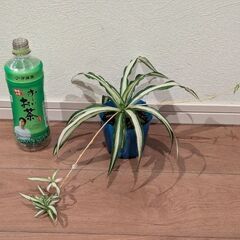 観葉植物　オリヅルラン　ポットごとお譲り