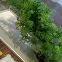 水槽セット 金魚 メダカ などの画像