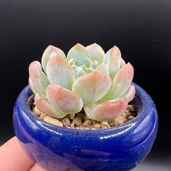 多肉植物❣️アイスグリーン❣️三個セット (冰心）
