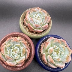 多肉植物❣️アイスグリーン❣️三個セット (冰心）の画像