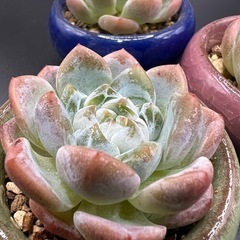 多肉植物❣️アイスグリーン❣️三個セット (冰心）の画像