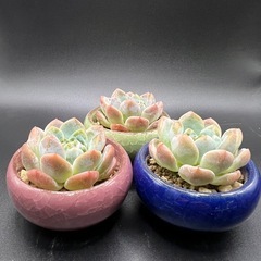 多肉植物❣️アイスグリーン❣️三個セット (冰心）の画像