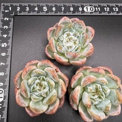 多肉植物❣️アイスグリーン❣️三個セット (冰心）の画像