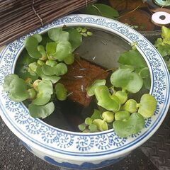 ホテイ草 水草 ビオトープ めだか用