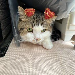 猫ちゃんワンチャン、ほかもOK🙆‍♀️可愛い家族を語りませんか♡