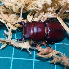 （お取引中）
③ムシモンオオクワガタ   新成虫ペアの販売の画像