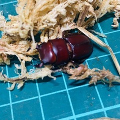 （お取引中）
③ムシモンオオクワガタ   新成虫ペアの販売の画像