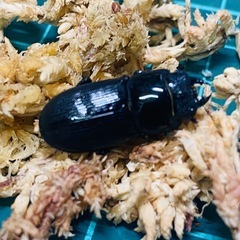 （お取引中）
③ムシモンオオクワガタ   新成虫ペアの販売の画像