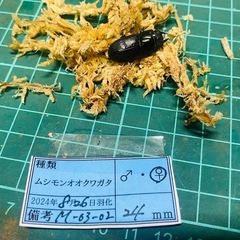 （お取引中）
③ムシモンオオクワガタ   新成虫ペアの販売の画像