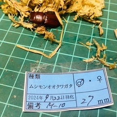 （お取引中）
③ムシモンオオクワガタ   新成虫ペアの販売