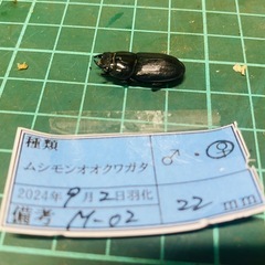 ④ムシモンオオクワガタ   新成虫ペアの販売の画像