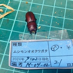 ④ムシモンオオクワガタ   新成虫ペアの販売